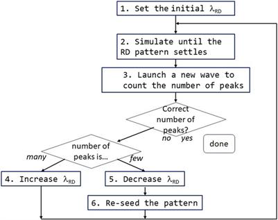 Closing the loop on morphogenesis: a mathematical model of morphogenesis by closed-loop reaction-diffusion